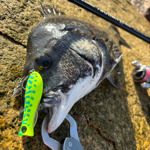 チヌの釣果