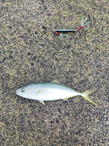 ショゴの釣果