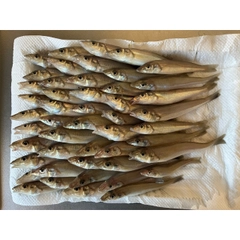 キスの釣果