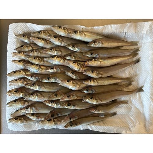 キスの釣果