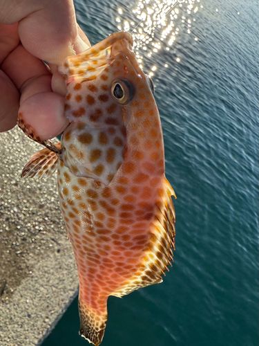 オオモンハタの釣果