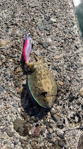 コウイカの釣果