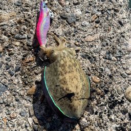 コウイカ