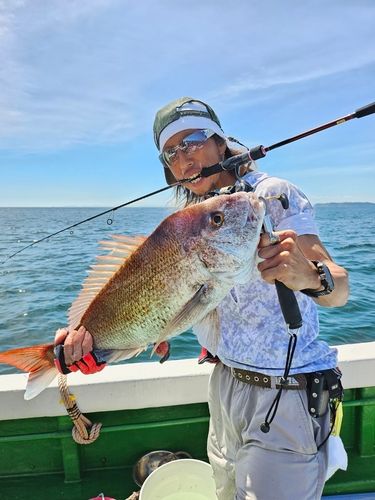 マダイの釣果