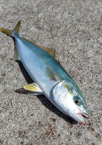 フクラギの釣果