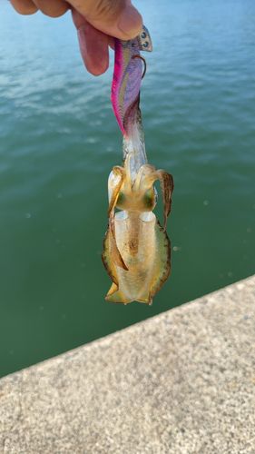 橋立漁港