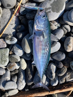 スマガツオの釣果