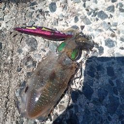 アオリイカ