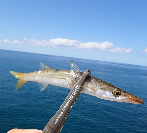 アカカマスの釣果