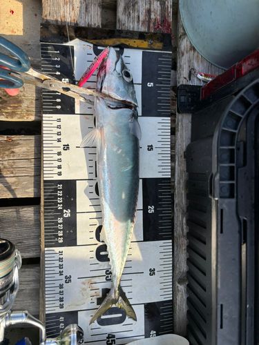 サバの釣果