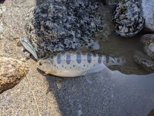 アマゴの釣果