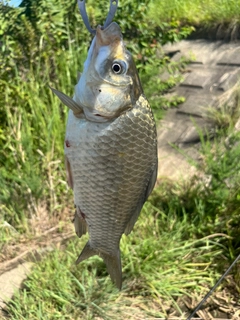 ヘラブナの釣果
