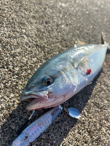 ワカシの釣果