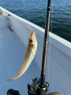 キスの釣果