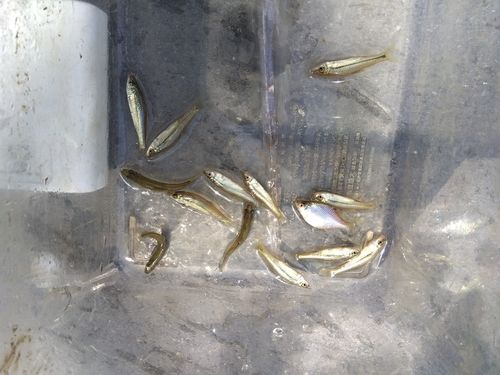 タイリクバラタナゴの釣果