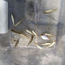 タイリクバラタナゴ