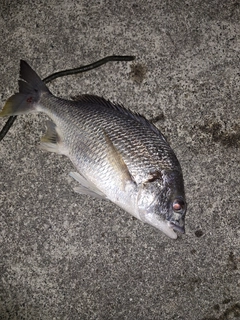 キビレの釣果