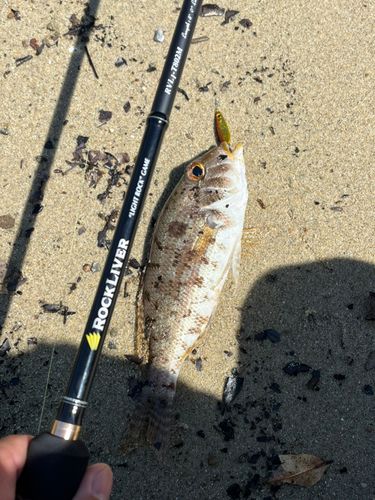 メイチダイの釣果