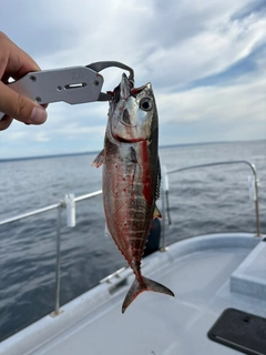 マグロの釣果