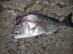 ヘダイの釣果