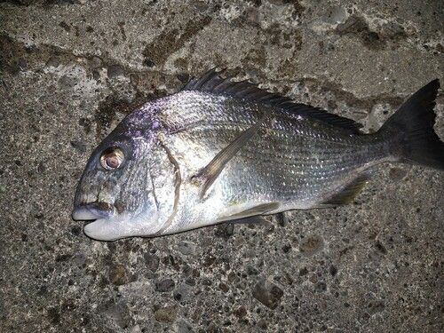 ヘダイの釣果