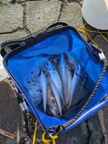 サバの釣果