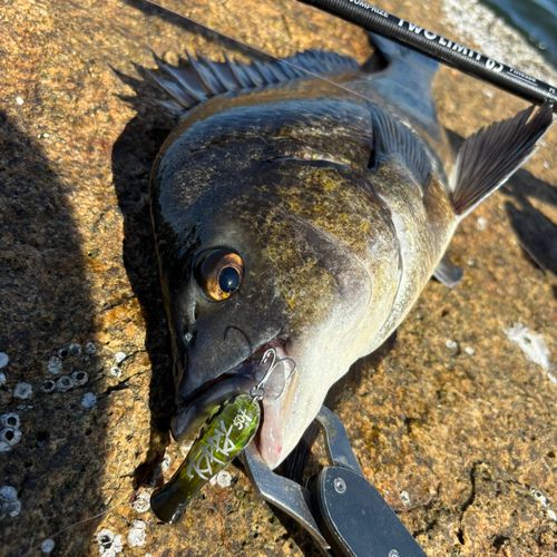 チヌの釣果
