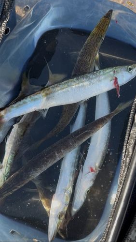 カマスの釣果