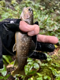 イワナの釣果