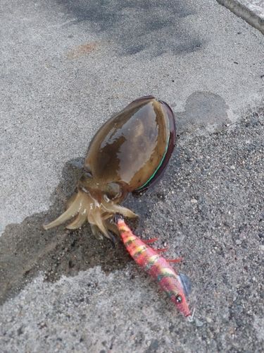 アオリイカの釣果