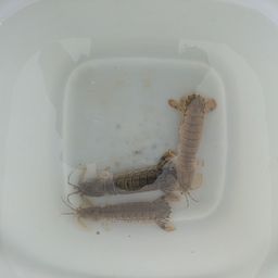 シャコ