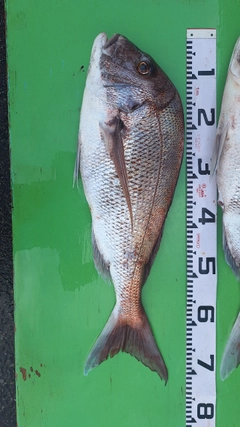 マダイの釣果