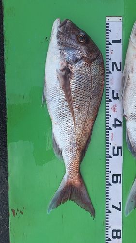 マダイの釣果