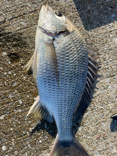 キビレの釣果