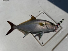 ヒレナガカンパチの釣果