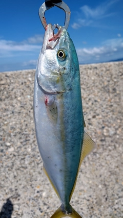 ワカシの釣果