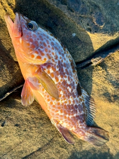 キジハタの釣果