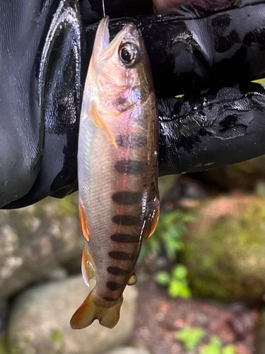 ヤマメの釣果