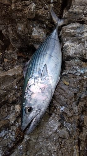 ハガツオの釣果