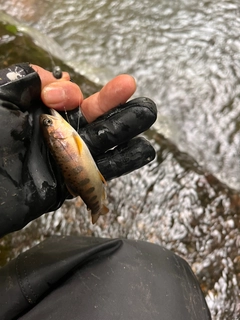 ヤマメの釣果