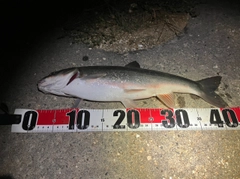 ウグイの釣果