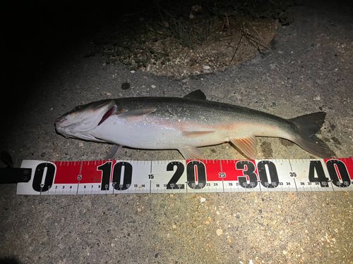 ウグイの釣果
