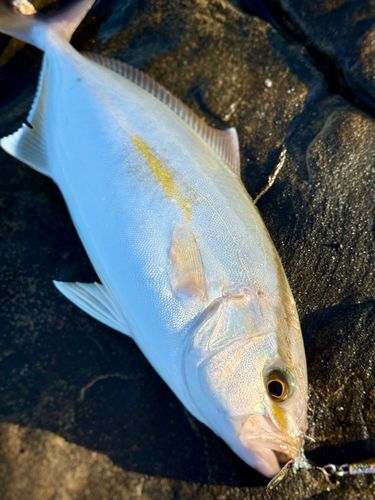 ネリゴの釣果