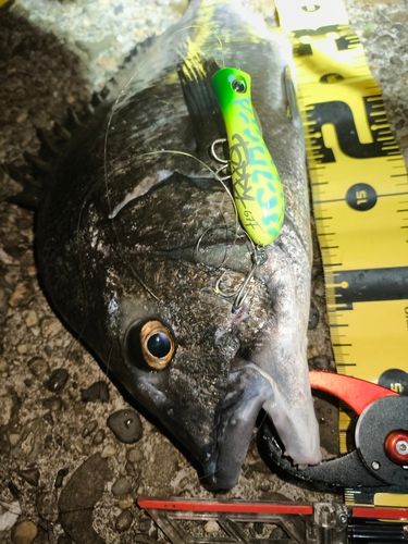 チヌの釣果