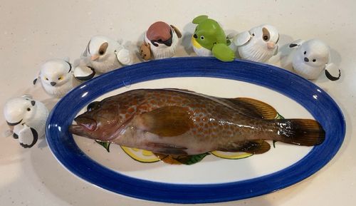 キジハタの釣果