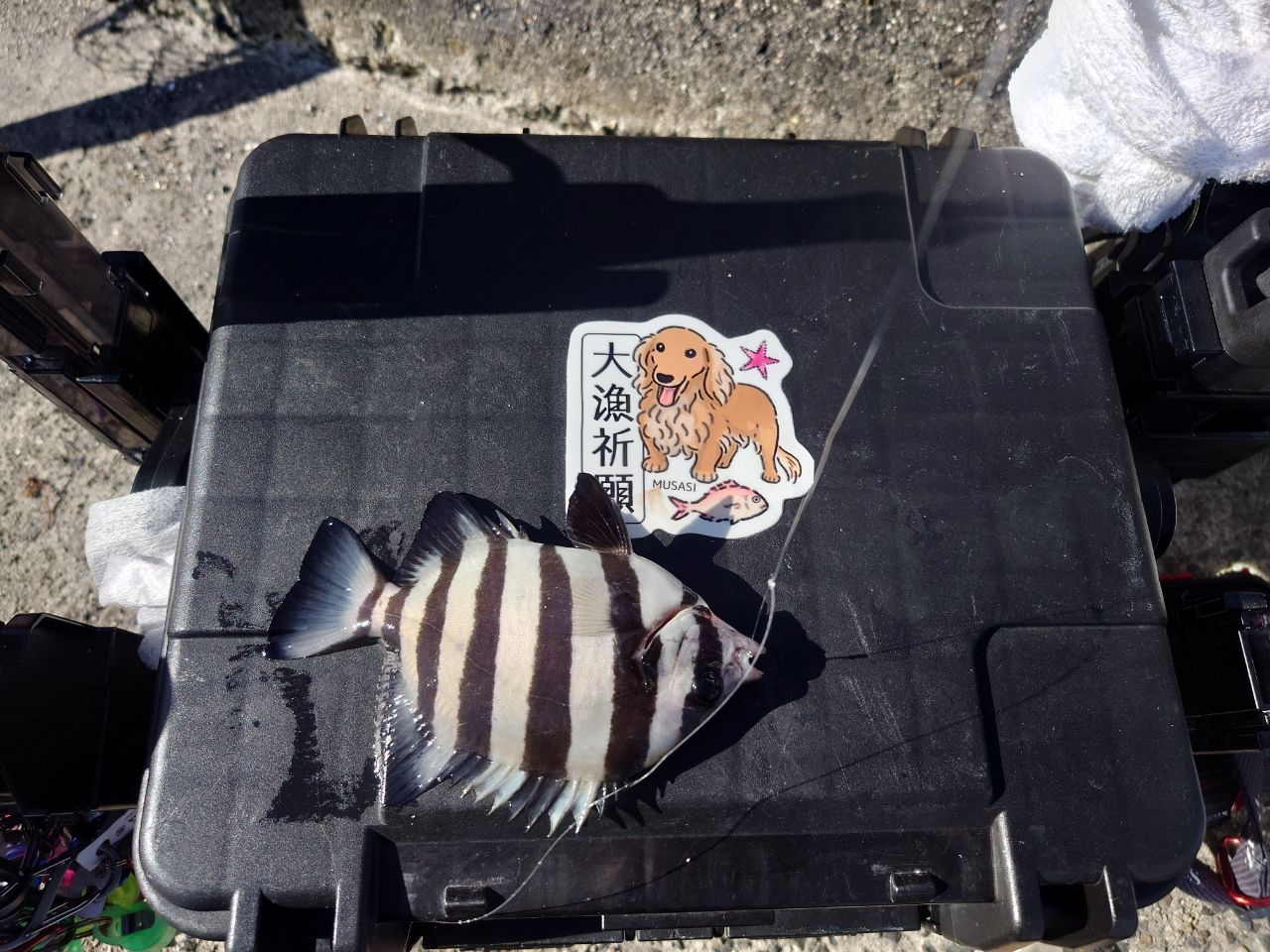 サンバソウ
