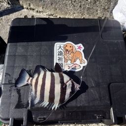 サンバソウ