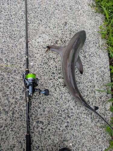 サメの釣果