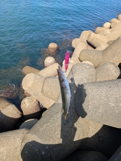 カマスの釣果