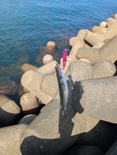 カマスの釣果